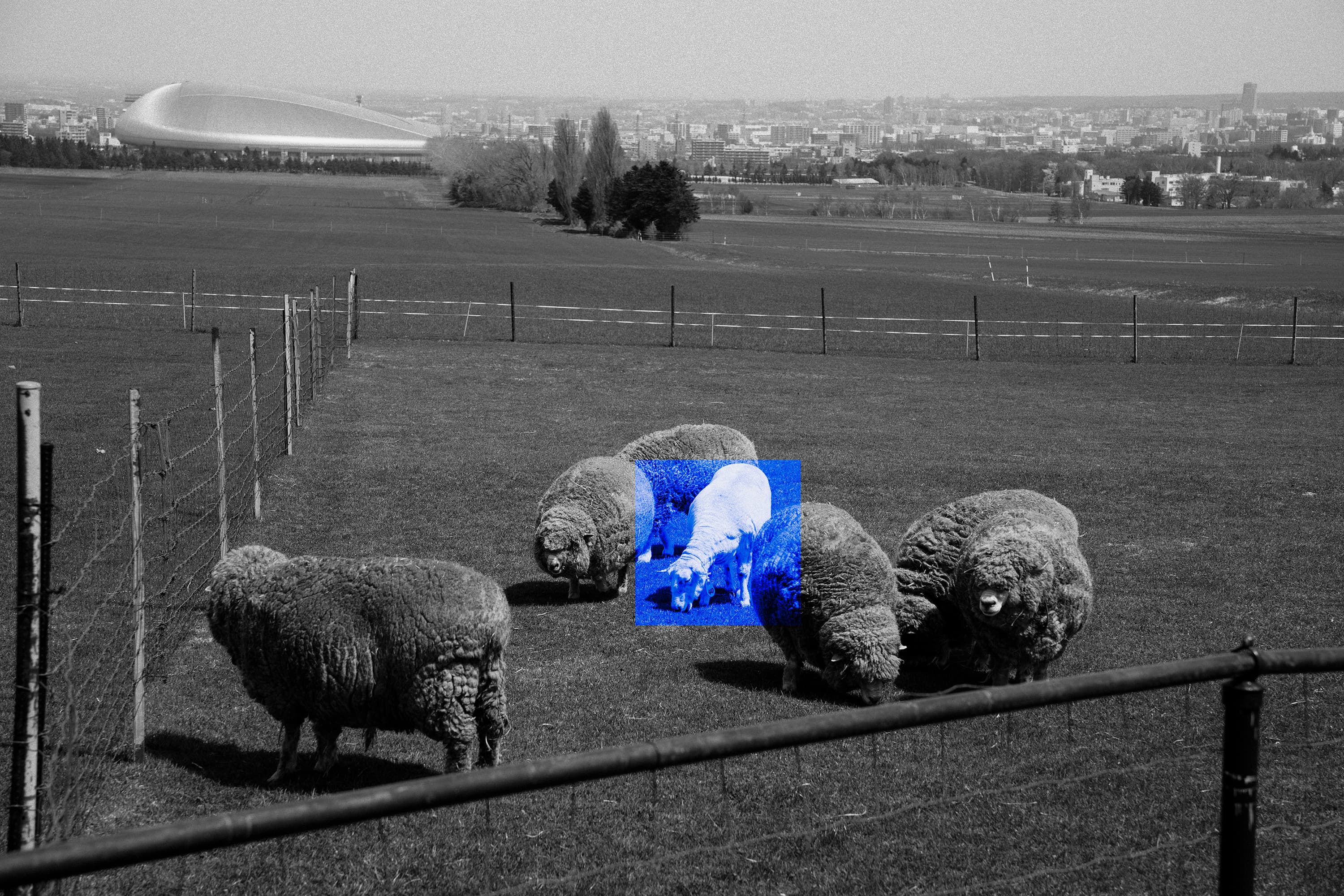 PASTORAL SERENITY, HOKKAIDO, 2024