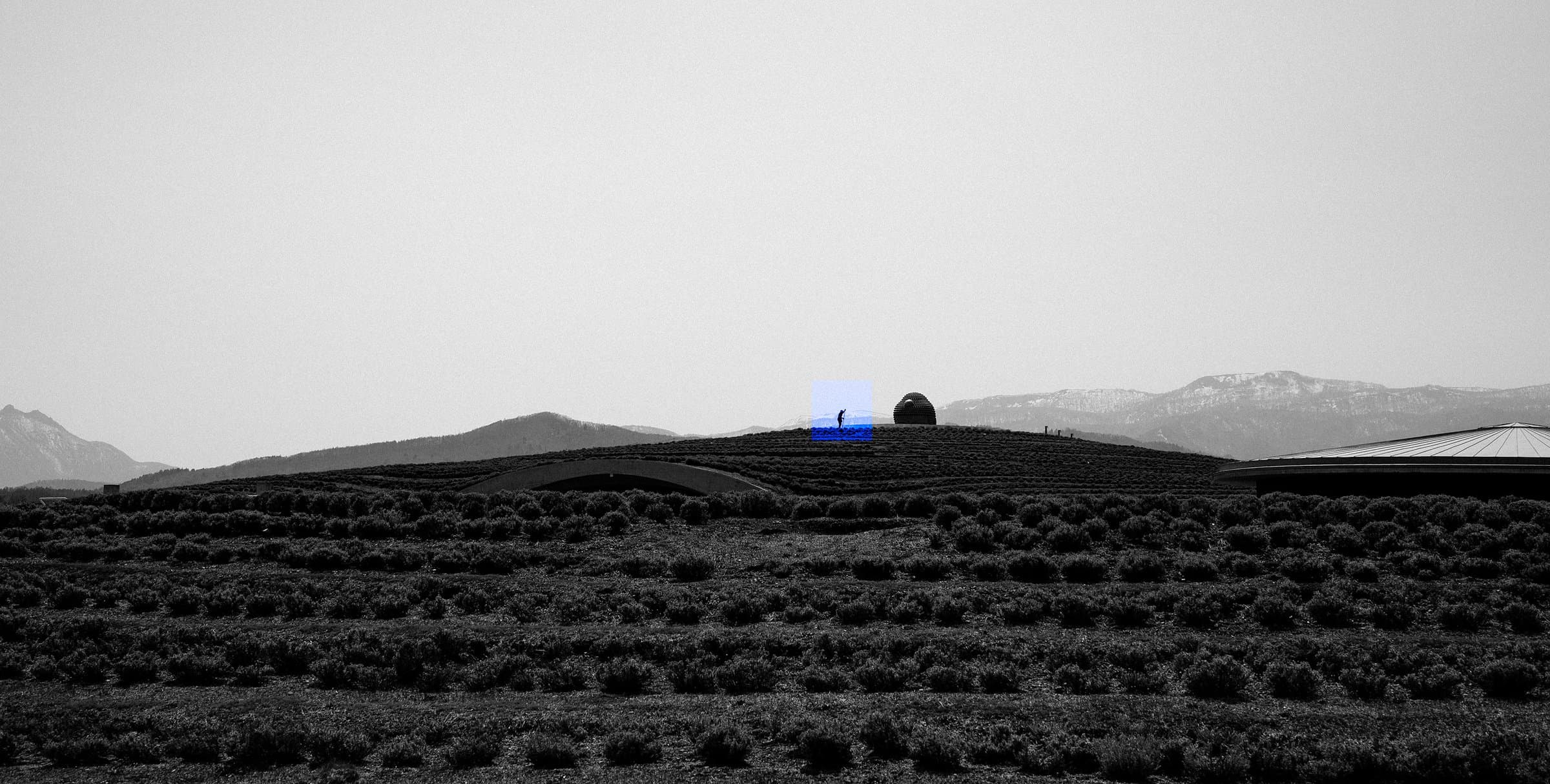 A black-and-white field of lavender rows under a pale sky, mountains behind. Far off, a single small figure stands beside the head of a great stone Buddha, marked by a square of blue.